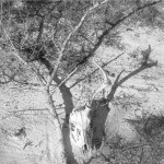 Untitled XVII