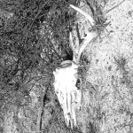 Untitled VII
