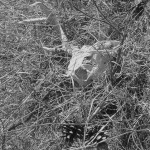 Untitled VIII